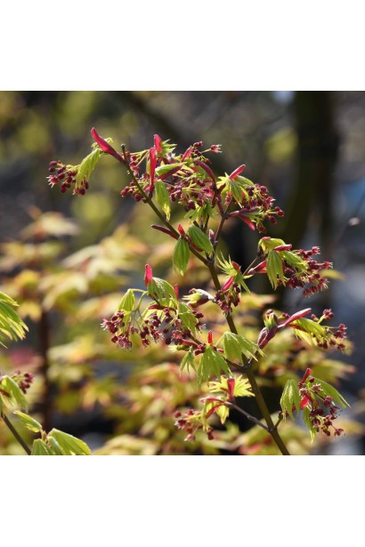 Клен Джордан  опис